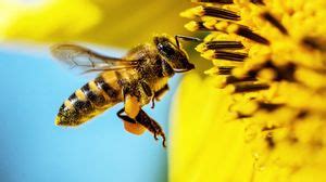 Bee wallpapers hd, desktop backgrounds, images and pictures