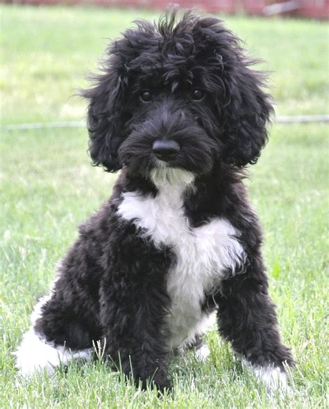 Image result for Labradoodle