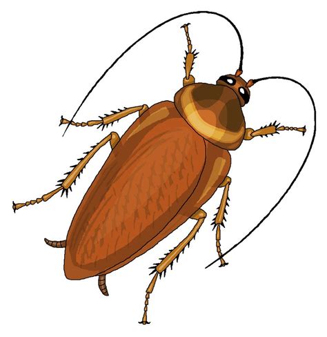 Cockroach Skeleton 的图像结果