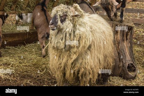 Image result for Angora Goat Wool