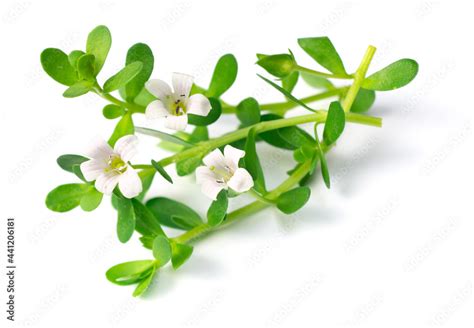 Brahmi