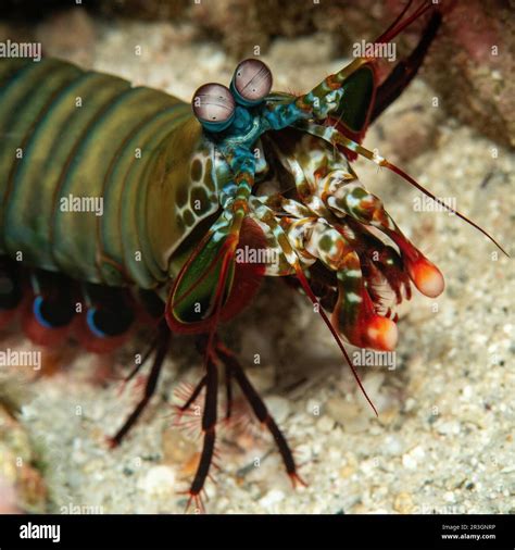 Peacock Mantis Shrimp Eyes