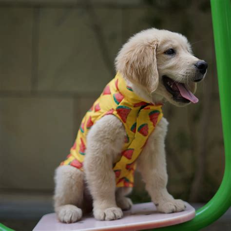 Buy Pawgypets Watermelon sugar sando for Dogs (Yellow) online at ...