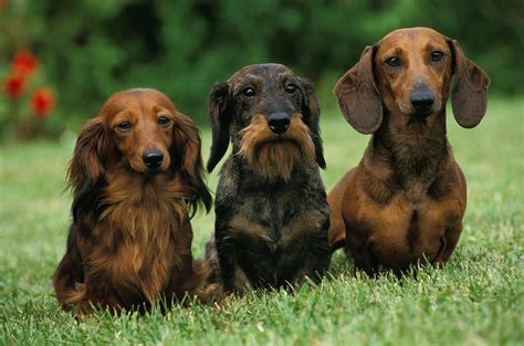Типы шерсти собак и их отличия: уход, груминг и породы от BestPet