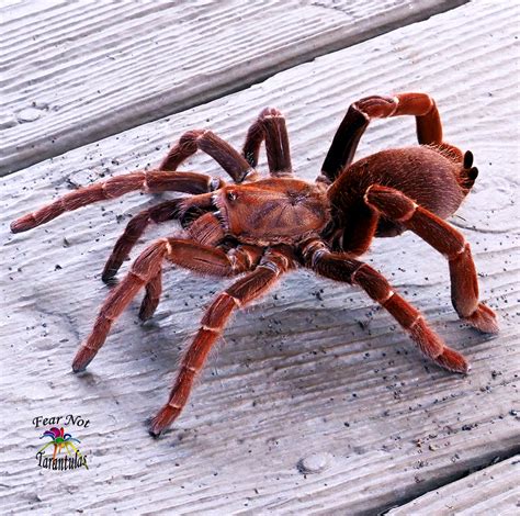 12 Longest Living Spider Species (Photos) - Environment Go!