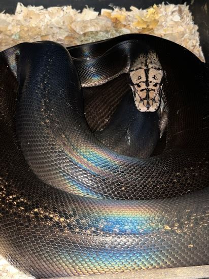 Image result for Mocha Marble Reticulated Python