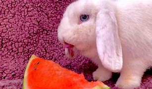 Image result for Bunnies Eating Flowers