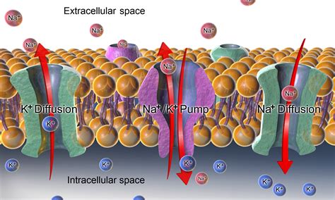 Sodium-potassium-exchanging atpase; Adenosinetriphosphatase, Sodium, Potassium; ATPase, Sodium ... - mechanism of transport across cell membrane