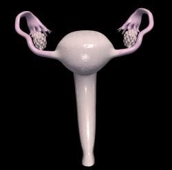 Image result for Human Reproductive System Model