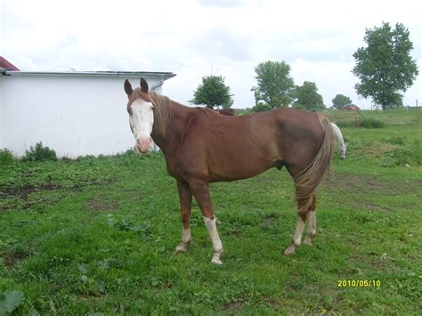 Kisberi 13j wallach in Püspökmolnari | Tiere | Kleinanzeigen