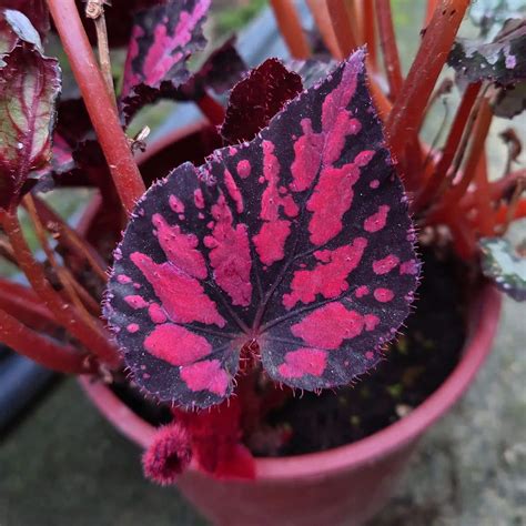 Rex Begonia: Plant Care & Growing! | Plantcarefully