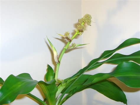 Remove Dangerous Pollutants Using House Plants » HG