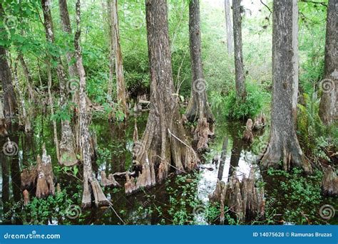 Florida s Swamp stock photo. Image of water, wood, tropical - 14075628