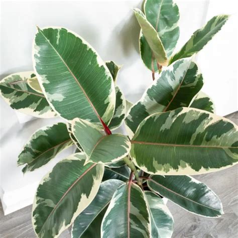 Variegated Rubber Plant, Ficus elastica - Live Plant (H&G) – Hug A Plant