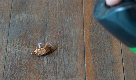 Cockroach Infestation Solutions 的图像结果