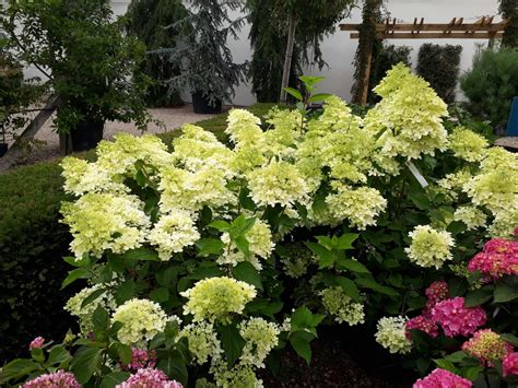 Limelight Prime™ Panicle Hydrangea (Paniculata) Panicle, 41% OFF