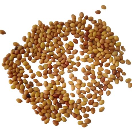 Buy Microgreen Seeds Online India | Microgreen Herb Seeds For Home ...