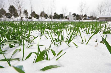 怎么预防倒春寒给小麦带来的危害？-领先作物科学