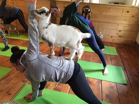 Goat yoga: The quirky way to connect with farm life | AGDAILY
