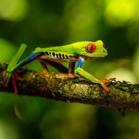 JACK ADVENTURES COSTA RICA (2025) All You Need to Know BEFORE You Go ...