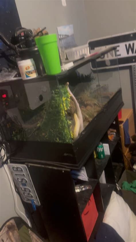 Sick Ball Python 的图像结果