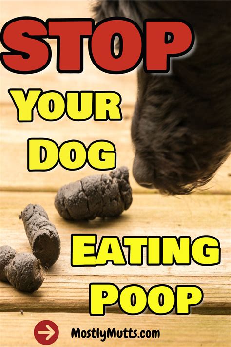 Image result for How to Stop Dogs from Eating Poop