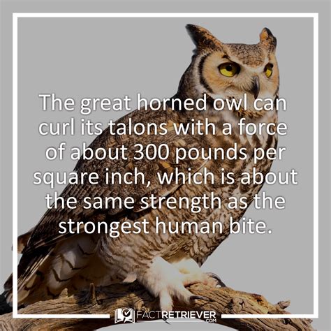 53 Interesting Facts about Owl Talons | FactRetriever.com