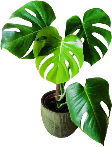 Nursery Nisarga Monstera Deliciosa Plant Price in India - Buy Nursery ...