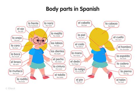 Body Parts In Spanish Worksheet - Admuscente