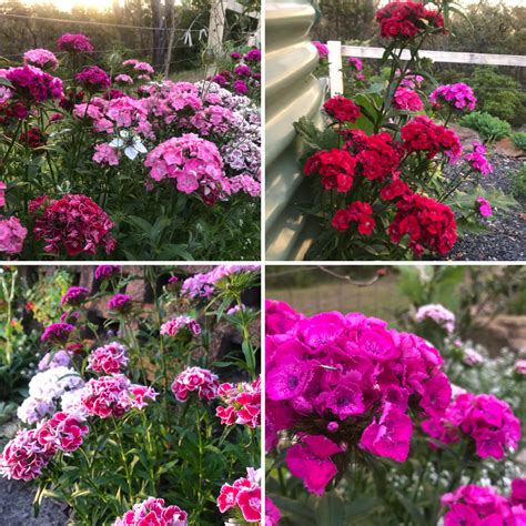 Mixed Dianthus (Sweet Williams) - Local Seeds