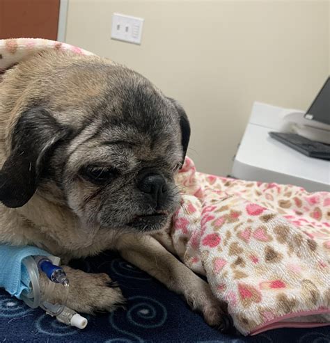 This is my poor baby I had to put down six days ago. I miss her so much ...