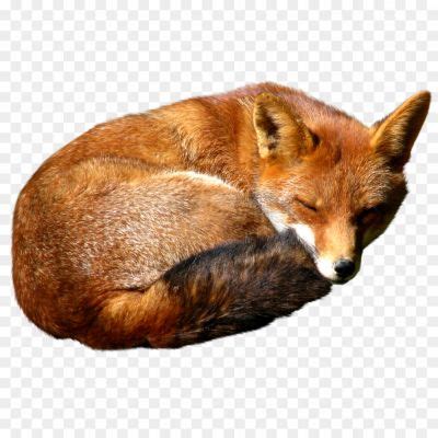 Dhole Transparent File - Pngsource