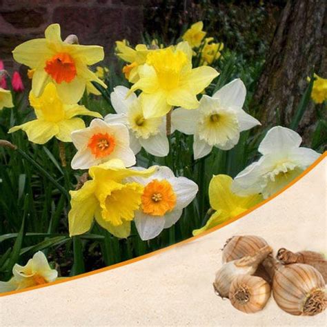 Buy Flower Bulbs online from Nurserylive at lowest price.