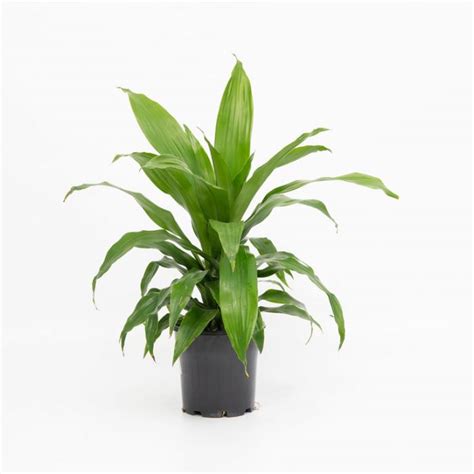 Dracaena fragrans ‘Janet Craig’ – Topplants by Terrascape