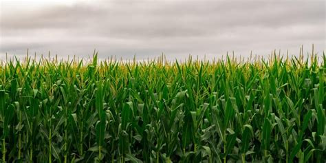 A novel algorithm for enhanced crop productivity