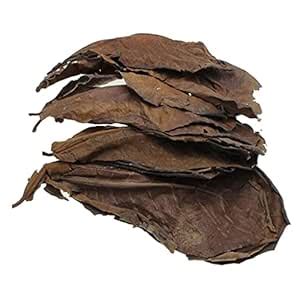 GAH Enterprise 10x Brown Indian Almond Leaves Terminalia Catappa for ...