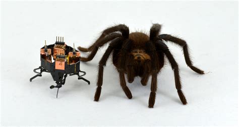 Image result for Robot Smart Spider