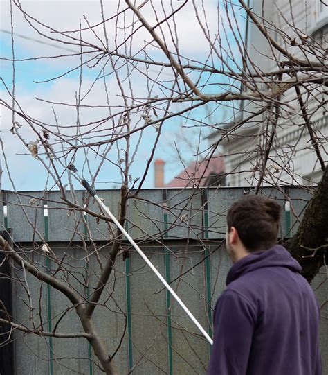 Image result for Gypsy Moth Control