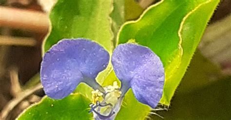 Purple Color Commelina Benghalensis Flowers on Green Leaves Background