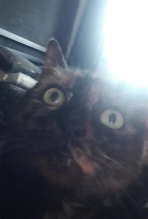 Image result for Scared Scratch Cat