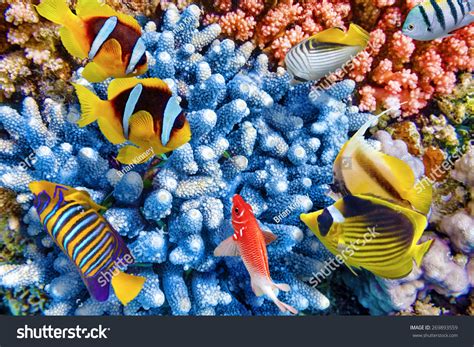 Beautiful Coral Reefs Fish