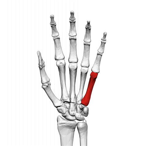 Fifth metacarpal bone - Wikipedia
