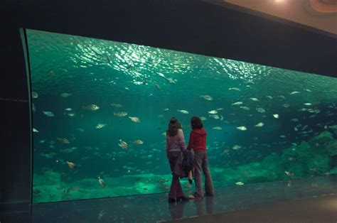 Aquarium DIY Tree Stump 的图像结果