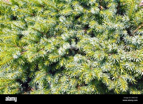 Image result for Vegetative Proportion Background