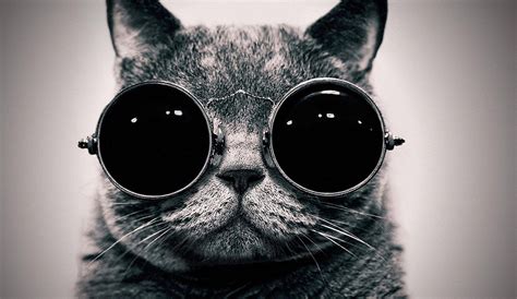 Cat with Glasses HD Wallpapers - Top Free Cat with Glasses HD ...