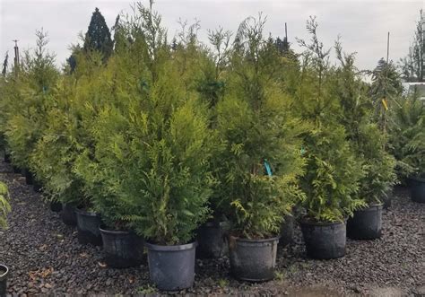 Buy Virescens Western Red Cedar | The Nursery Outlet
