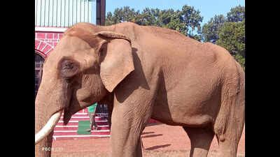 Tusker who aided forest dept in anti-poaching drives dies | Bhubaneswar ...