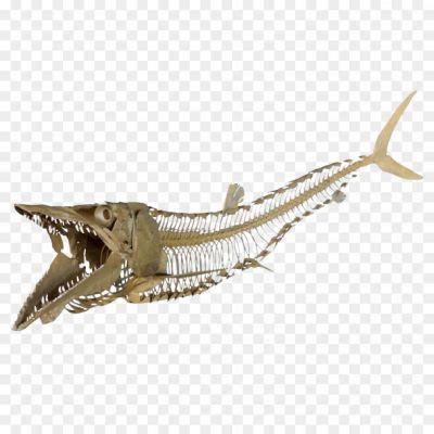 Skeleton Png Fish Png Transparent - Pngsource