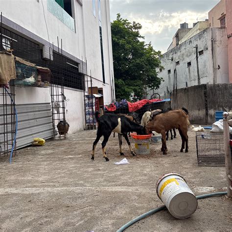 SYED GOAT FARM (2026) All You Need to Know BEFORE You Go (with Photos ...