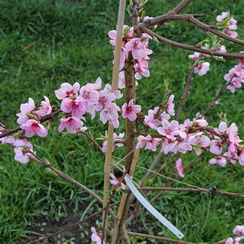 Prunus persica cv.